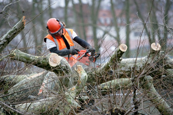 Abattage d'arbres à Fontenay-Trésigny