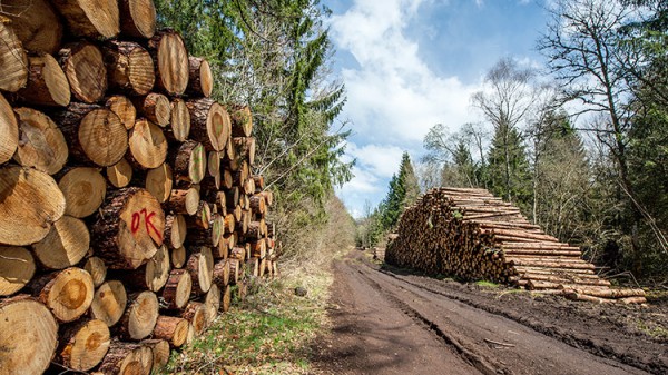 Elagage d'arbres à Fontenay-Trésigny